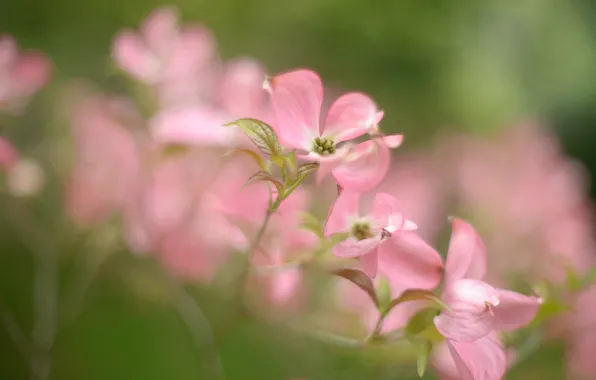 Leaves, flowers, branches, Bush, blur, spring, gentle, pink