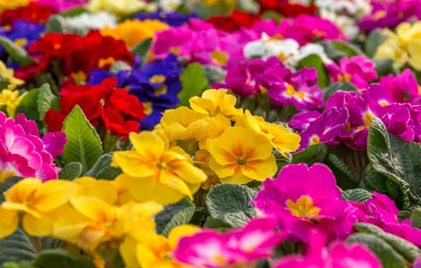 Flowers, bright, yellow, purple, red, pink, colorful, a lot