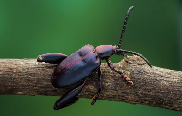 Picture background, beetle, branch, insect