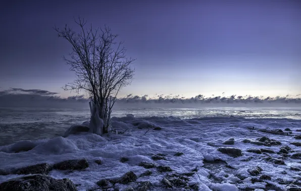 Picture sea, tree, shore, ice