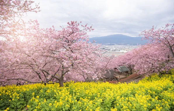 Picture trees, flowers, Park, spring, Sakura, flowering, pink, blossom