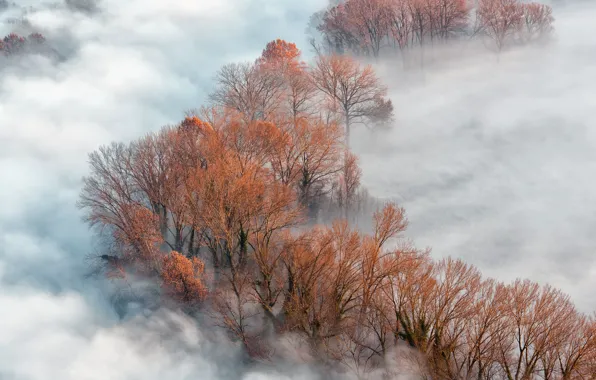 Picture trees, nature, fog