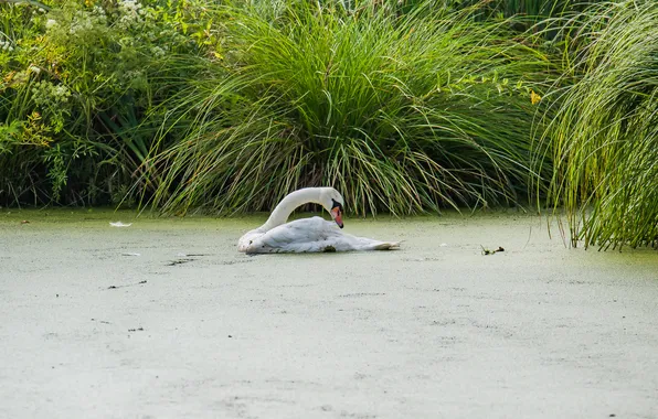 Birds, swamp, Swan, photohunt