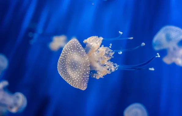 Underwater, ocean, jellyfish