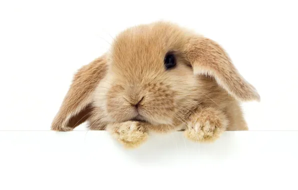 Picture Look, Rabbit, White, Background, Animals