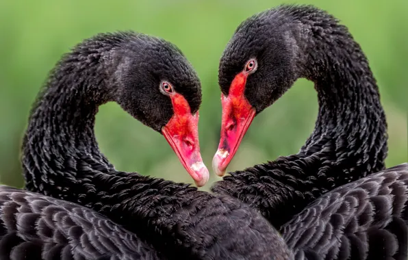 Birds, heart, portrait, pair, swans, black, two swans