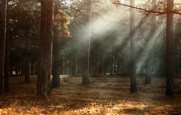 Autumn, forest, light, trees, branches, nature, fog, trunks