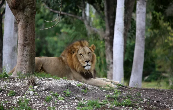 Nature, predator, Leo, resting, big cat