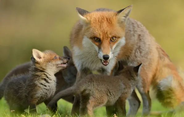 Picture look, Fox, Fox, kids, motherhood, cubs, cubs