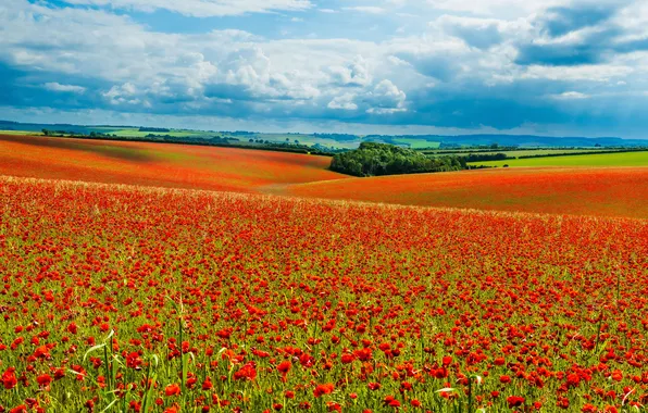 Field, summer, the sky, clouds, trees, flowers, blue, hills