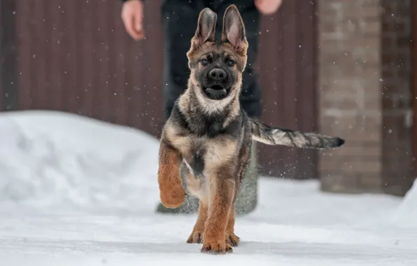 Winter, snow, puppy, German shepherd, shepherd, german shepherd puppy
