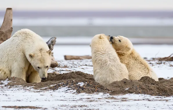 Predators, family, three, cubs, polar bears
