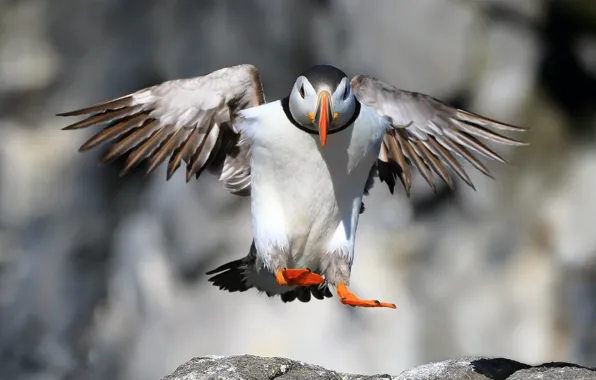 Bird, Puffin, Landing