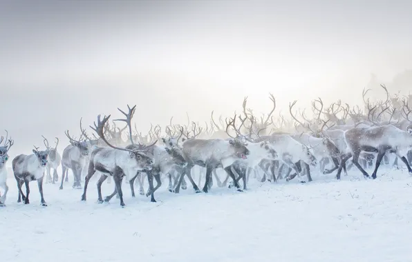 Horns, the herd, reindeer