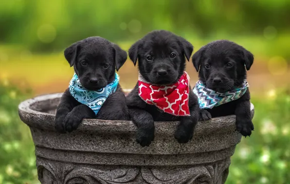 Dogs, look, pose, dog, puppies, puppy, black, pot