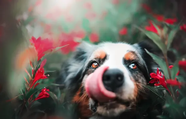 Nature, background, dog