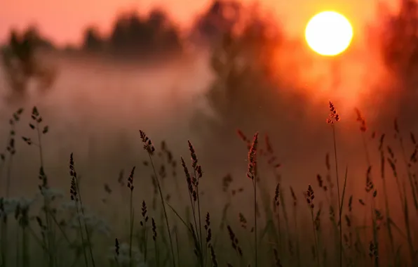 Picture grass, the sun, sunset, the evening