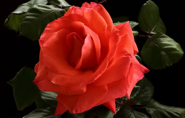 Picture flowers, red, roses