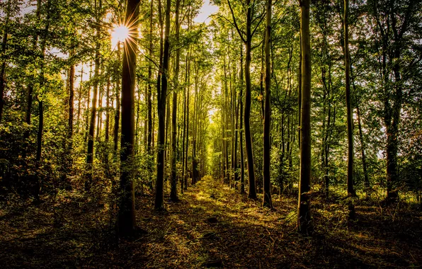 Autumn, forest, leaves, the sun, trees, track