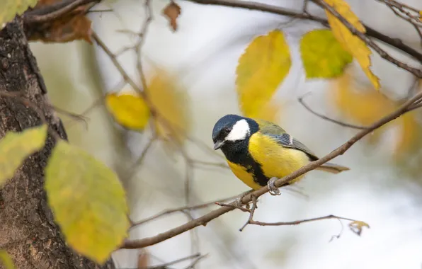 Closeup, great tit, Dmitry Chudinin