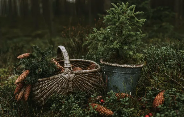 Wallpaper, basket, bucket, wallpaper, picture, bumps, coniferous, basket