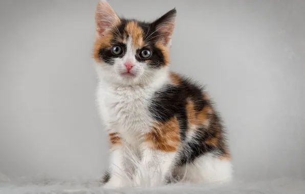 Wallpaper background, baby, color, kitty, kitty