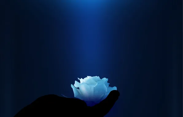 Light, shadow, magical, light blue rose