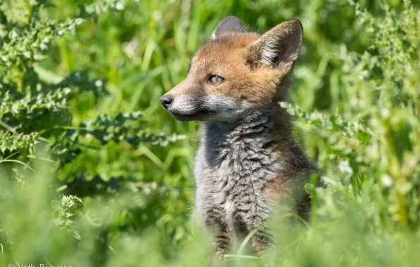 Grass, Fox, Fox