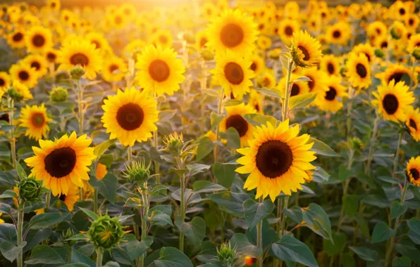 Field, rays, light, sunflower