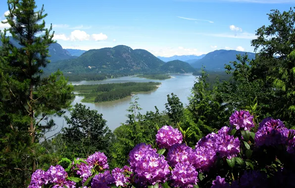 Picture forest, the sky, clouds, trees, landscape, flowers, mountains, nature