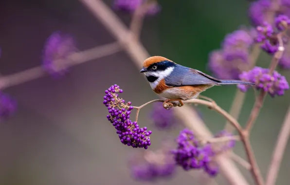 Picture branches, nature, berries, bird, black - throated tit