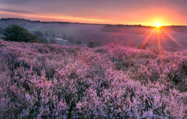 Sunset, fog, Nederland, Rheden, Gelderland