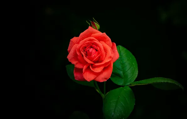Picture flower, background, black, rose, Bud