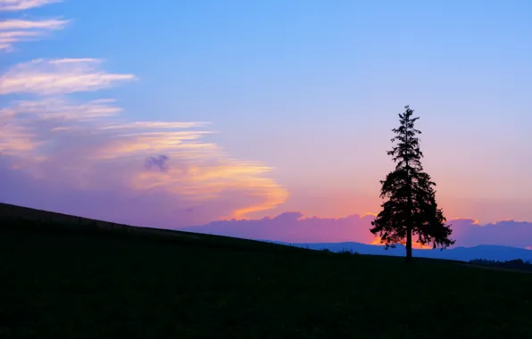 Picture field, the sky, clouds, sunset, bright, tree, blue, The evening