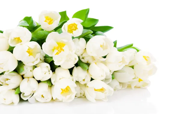 Picture flowers, tulips, white tulips