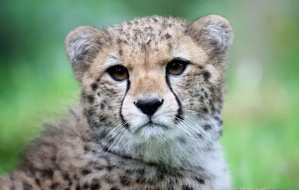 Picture face, predator, Cheetah, wild cat