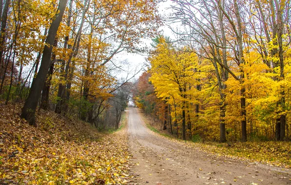 Road, autumn, forest, trees