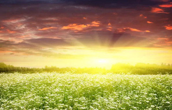 Picture the sky, the sun, landscape, flowers, nature, glade