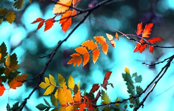 Picture leaves, branches, color