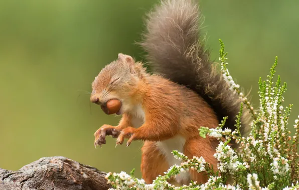 Flowers, pose, paws, walnut, protein, claws, green background, stand