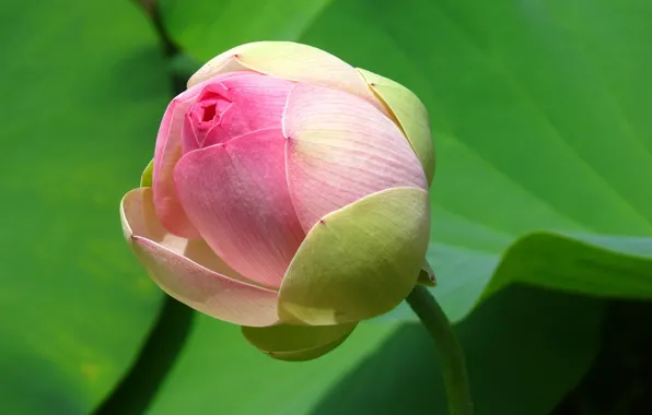 Picture leaves, buds, pink Lotus