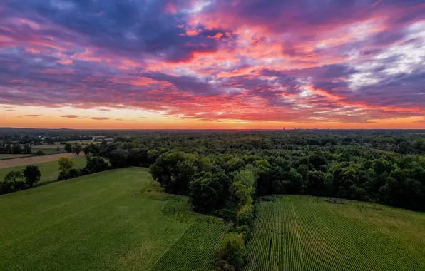 Picture trees, landscape, sunset, clouds, corn, farm, drone