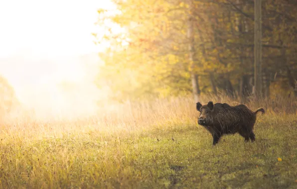 Autumn, forest, light, glade, boar