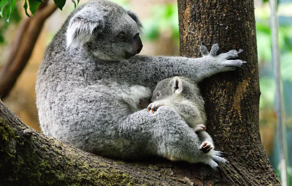Picture trees, two, baby, pair, trunk, cub, sitting, mom