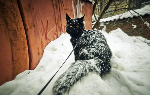 Winter, cat, cat, look, snow, wall, in the snow, black