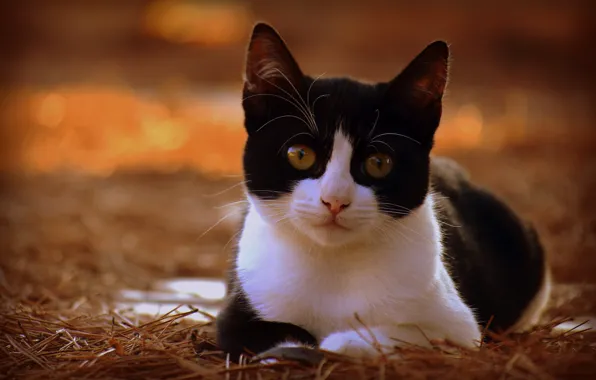 Picture cat, look, muzzle, kitty, bokeh, cat