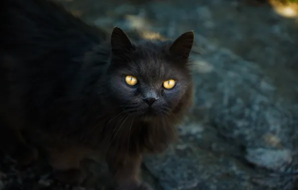 Picture eyes, cat, direct look