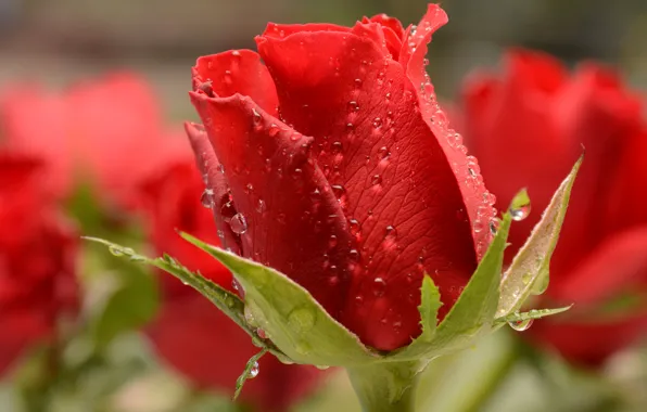 Drops, macro, red rose, buds, bokeh