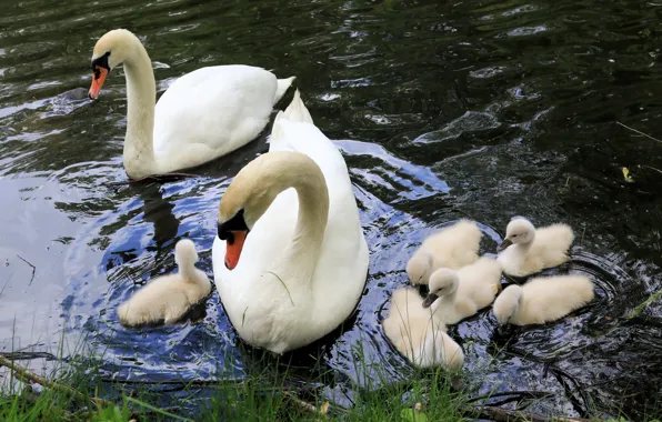 Birds, pair, white, swans, Chicks, pond, family, brood