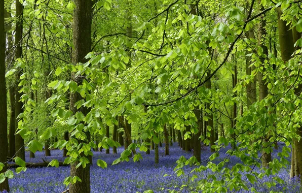 Forest, leaves, trees, flowers, branches, England, bells, England